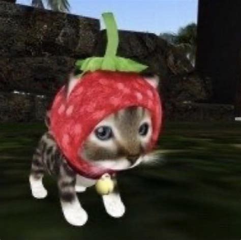 Strawberry Cat Aww