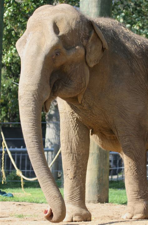 An Update On Asian Elephant Ruth The Buttonwood Park Zoo