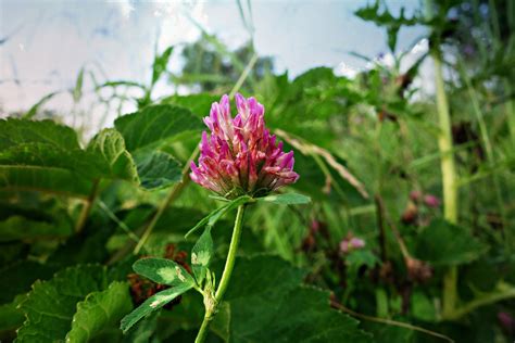 Our Full Wild Edible Profile Of Clover