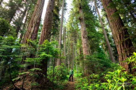 Hiking Oregons Old Growth Forest Oregon Photography