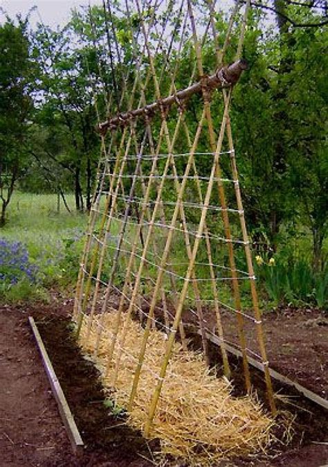 Gorgeous Diy Trellis Ideas For Your Garden Teepee Trellis Bamboo
