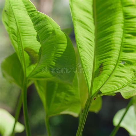 Waxy Green Leaves And Dense Foliage With Bright Yellow Spots In