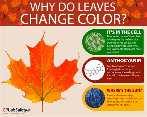 Why Do Leaves Change Color Worksheet