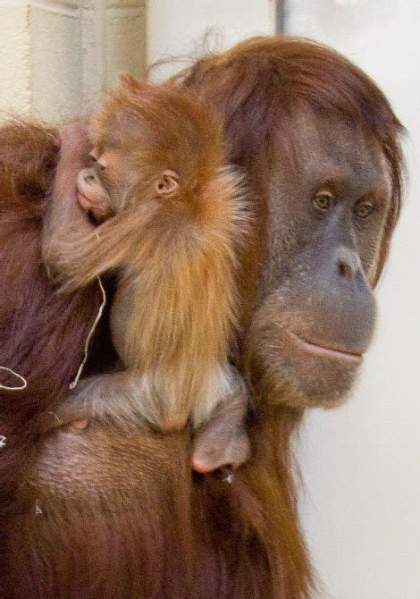 When he dies, he finds himself in. Denver Zoo Rescues Ailing Baby Orangutan - ZooBorns
