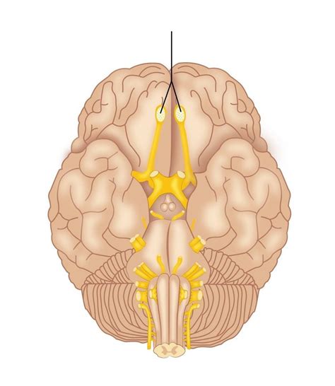 Anatomy Flashcards Memorang