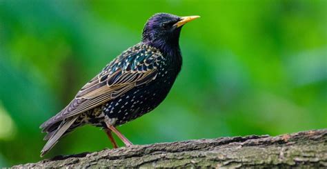 How To Identify The Uks 10 Most Common Wild Birds