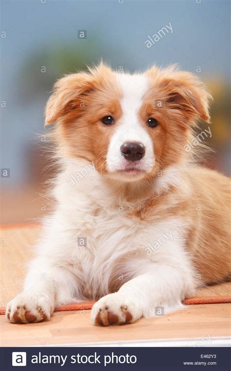 If you get a border collie puppy, it is very important to socialize him very well. Border Collie puppy, 14 weeks, Australian red-white Stock Photo, Royalty Free Image: 71434135 ...
