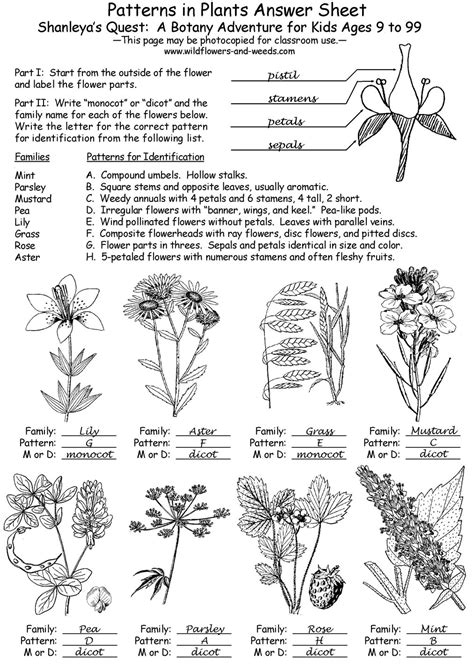 Lesson Plans Science Biology Botany Patterns In Plants With
