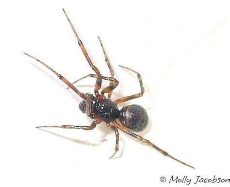 Spider Steatoda Borealis Bugguidenet