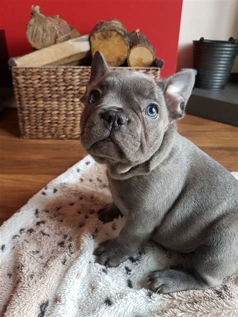 High to low nearest first. French Bulldog Puppies For Sale | Redding, CA #274318