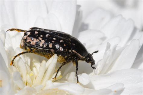 Flower Chafer Flower Chafers Are A Group Of Scarab Beetles Flickr