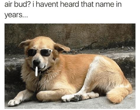 48 Funny Dog Memes That Are Equal Parts Hilarious And Adorable