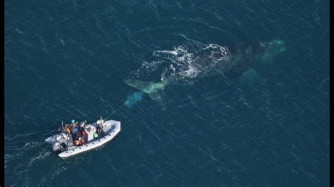 Video Rescuing A Right Whale Entangled In Lobster Traps