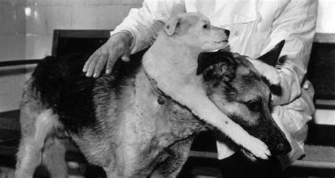How Vladimir Demikhov Actually Made A Two Headed Dog Photos