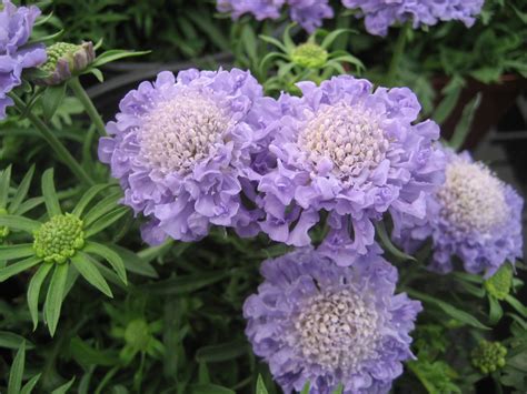 Scabiosa Columbaria Blue Note Seeds £295 From Chiltern Seeds