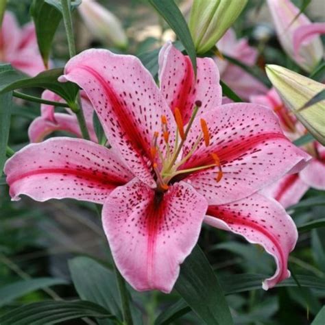 Get Lily Tiger Edition Summer Flowering Bulb Lilium In Mi At English