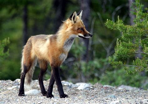 Picture 9 Of 9 Fox Vulpes Vulpes Pictures And Images