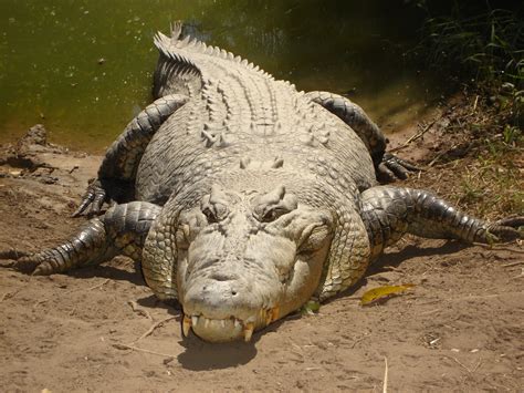 Filesaltwater Crocodile Wikimedia Commons