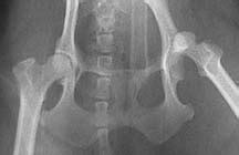 Hip dislocation, congenital / diagnosis*. Dogster Trauma: Hip Dislocation in Dogs | petMD
