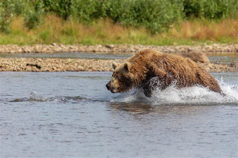 Brown Bear Chases Fleeing Salmon Photograph By Tony Hake
