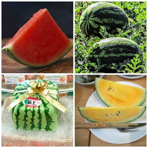 Watermelon Types And Sizes