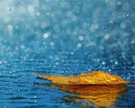 Autumn Leaf In The Rain Beautiful Hd Wallpaper Wallpaper Download