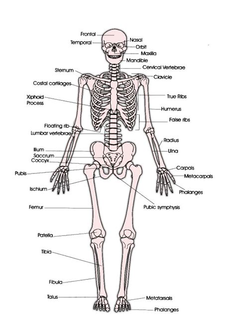 Related posts of human back bones diagram human bone parts name. skeletal System - josi's Anatomy and physiology