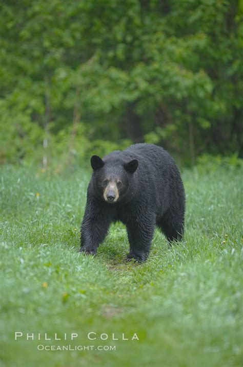 Black Bear Walking In A Grassy Meadow Ursus Americanus Orr Minnesota