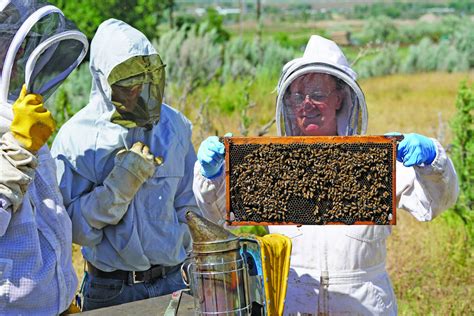 Being A Beekeeper 101 Berthoud Weekly Surveyorberthoud Weekly Surveyor