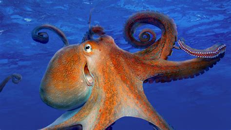 Octopus Hd Wallpaper Background Image 1920x1080 Id