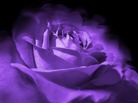 Purple And Black Rose Flower Photograph By Jennie Marie Schell