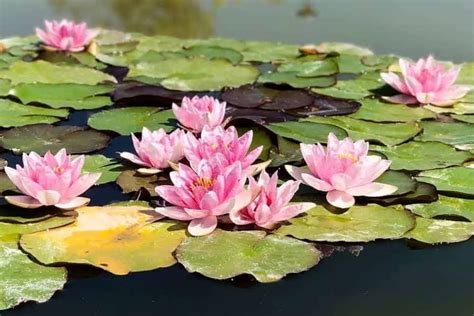 Hardy Water Lilies Care Planting Fertilizing And Bloom