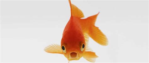 Do Fish Feel Pain Bbc Science Focus Magazine
