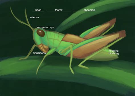 Carapace is a dorsal upper section of the exoskeleton or shell in a number of animal groups the maxillary palps on a grasshopper function as a sensory organ. External Anatomy Of Grasshopper
