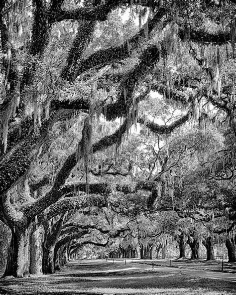 Black And White Photograph Of Live Oak Trees With Spanish Moss Hanging