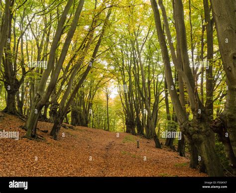 Loughton Camp Epping Forest Hi Res Stock Photography And Images Alamy