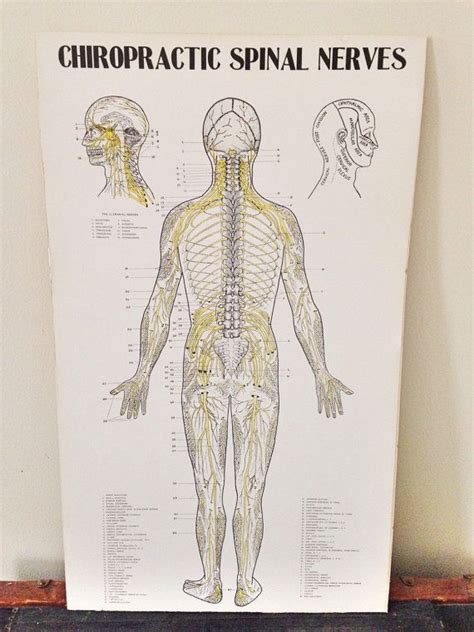 chiropractic spinal nerves poster board anatomy medical art etsy medical illustration