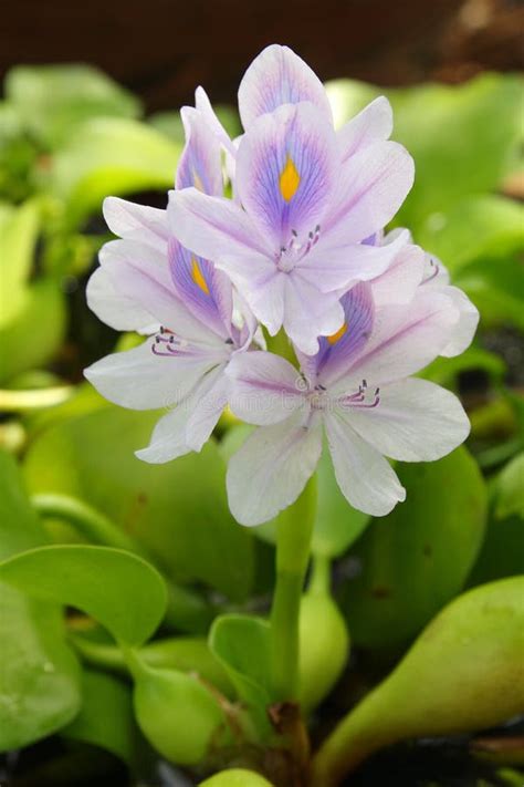 Water Hyacinth With Purple Flowers Stock Image Image Of Environment
