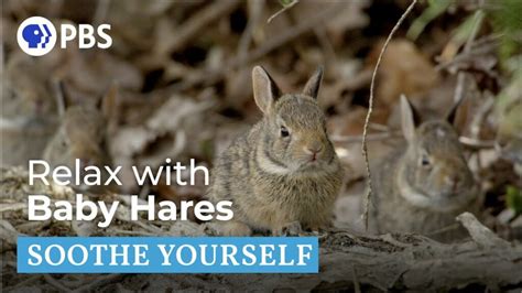 Relax With Baby Hares Soothe Yourself Pbs Nature