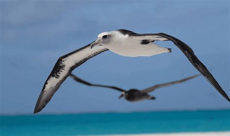 Celebrating These Magnificent Seabirds On World Albatross Day