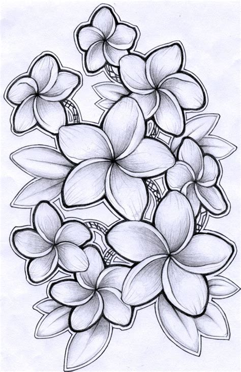Frangipani Flower Drawing Plumeria Tattoo Hawaiian Flower Drawing