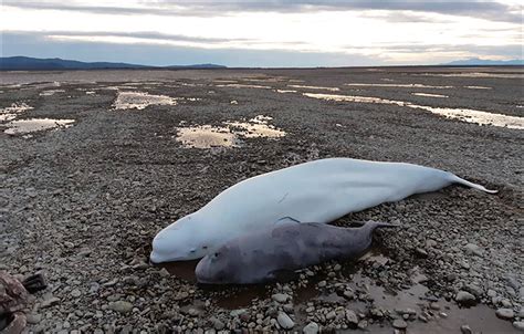 Hero Inspector Saves Two Adult Beluga Whales And One