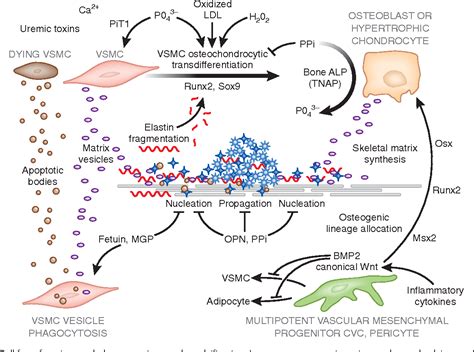 Pdf Vascular Calcification The Killer Of Patients With Chronic