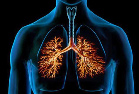 Bronquitis Aguda Qu Es Causas Tratamiento Cuidados Y M S
