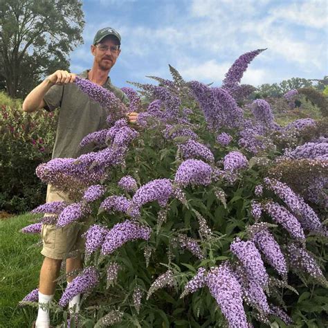 How To Grow A Summer Lilac Butterfly Bush For A Whirlwind Of Color