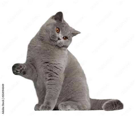 British Shorthairs Cat Transparent Png Images Stock Photo Adobe Stock