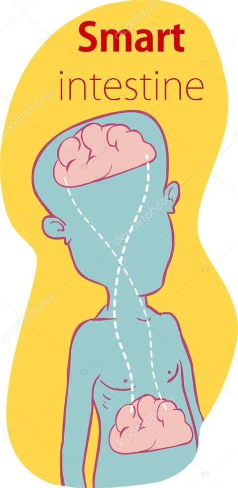 Relación del cerebro humano y las tripas segundo cerebro diagrama de