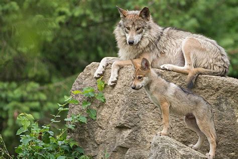 Mexican Grey Wolf Conjour