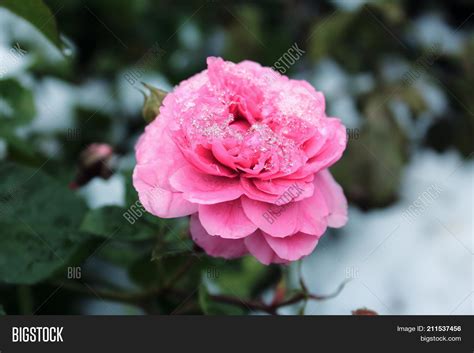 Snow On Roses Roses Image And Photo Free Trial Bigstock