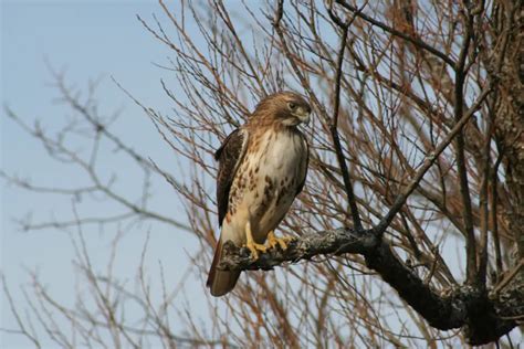 Hawks In Ohio The Bird Guide